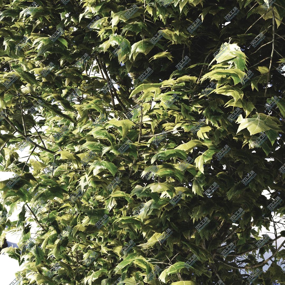 images/goods_img/202105071/3D Pollarded Plane Trees model/4.jpg